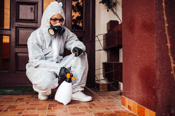 Reliable Wasp Removal contractor in USA by Show Me Pest Control